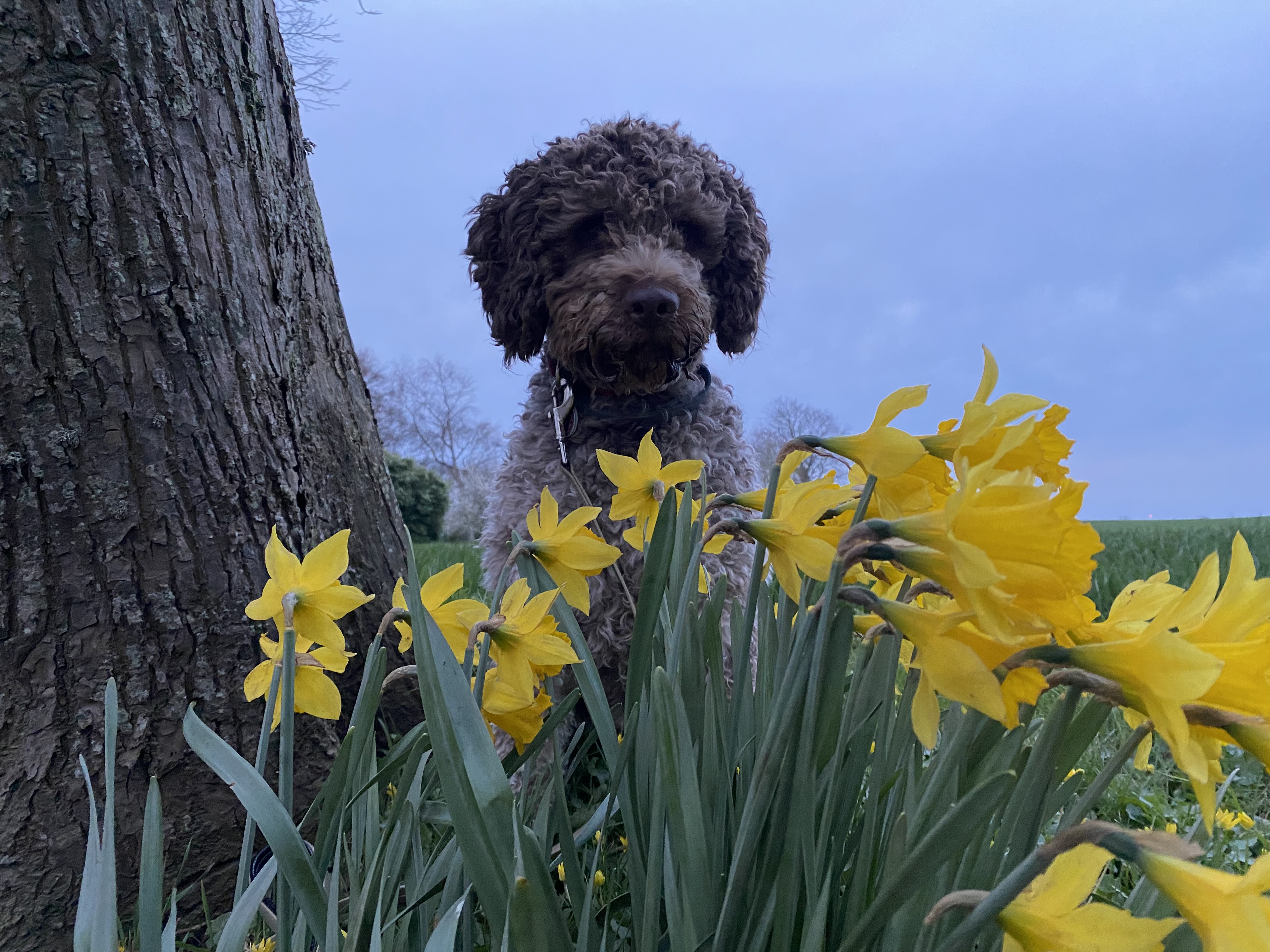 Bettwanzenspürhund Enzo bei einem Ausflug in Schleswig-Holstein. Bettwanzenspürhund Enzo in Schleswig-Holstein.