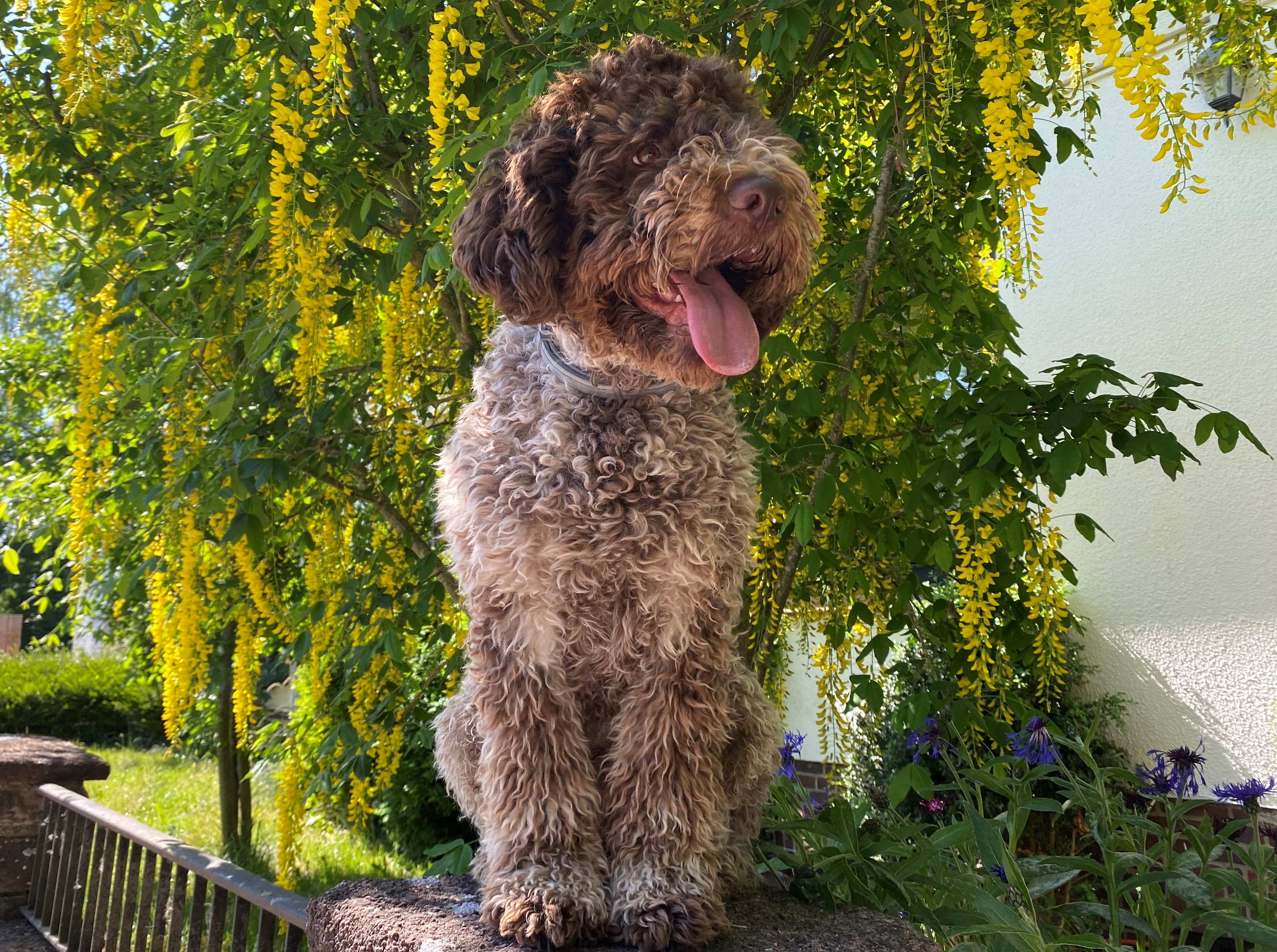 Unser Junghund Enzo, den wir ebenfalls zum Bettwanzenspürhund ausbilden. Flensburg: Bettwanzenspürhund Enzo