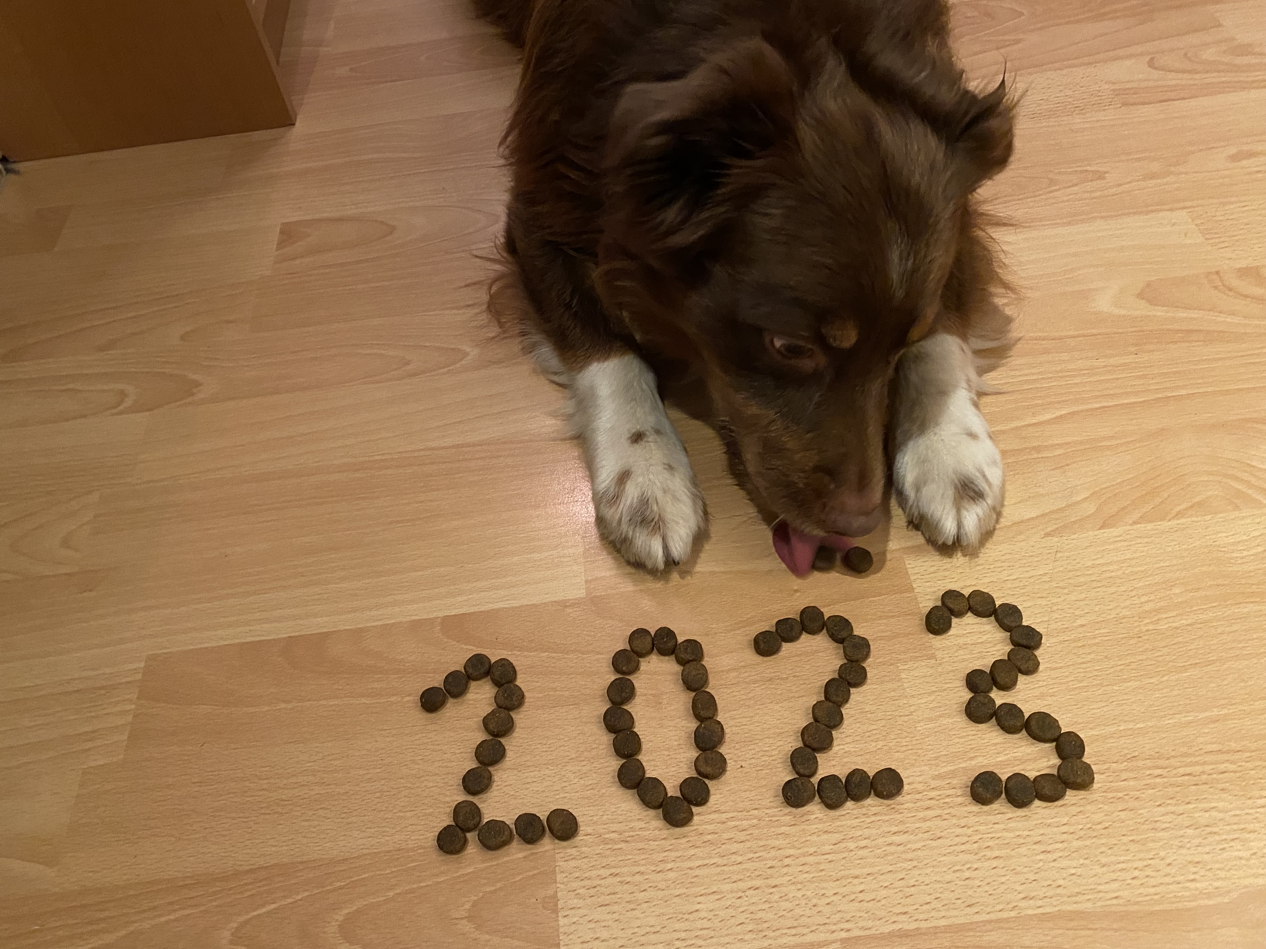 Bettwanzenspürhund Sydney hat 2023 zum Fressen gerne. Foto: Kerstin Prosch Hamburg: Bettwanzenspürhund Sydney.