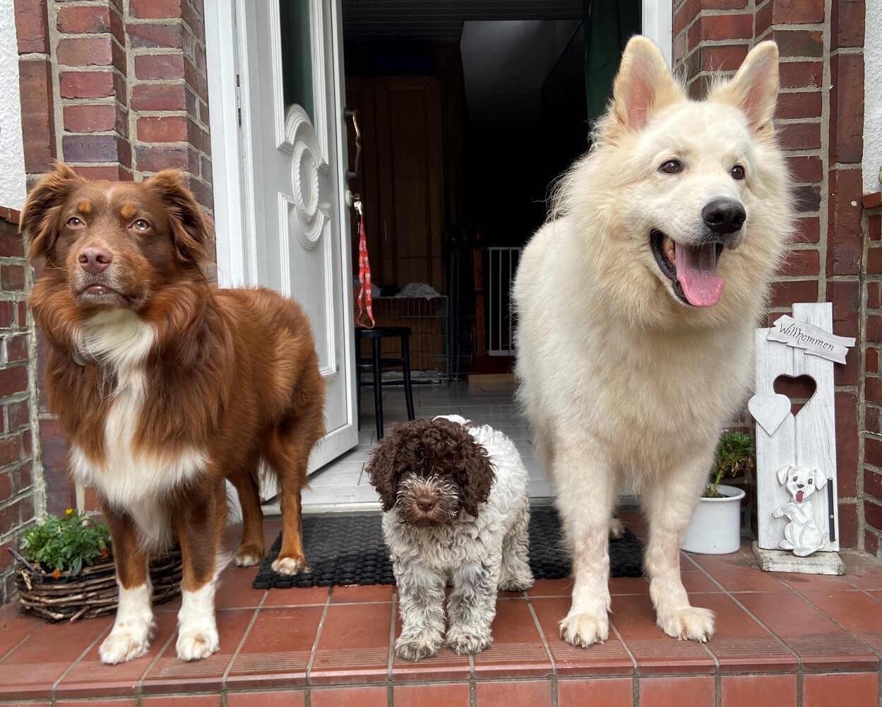 Die Bettwanzenspürhunde Sydney und Karik mit Welpe Enzo. Flensburg: Die Bettwanzenspürhunde Sydney und Karik mit Welpe Enzo.