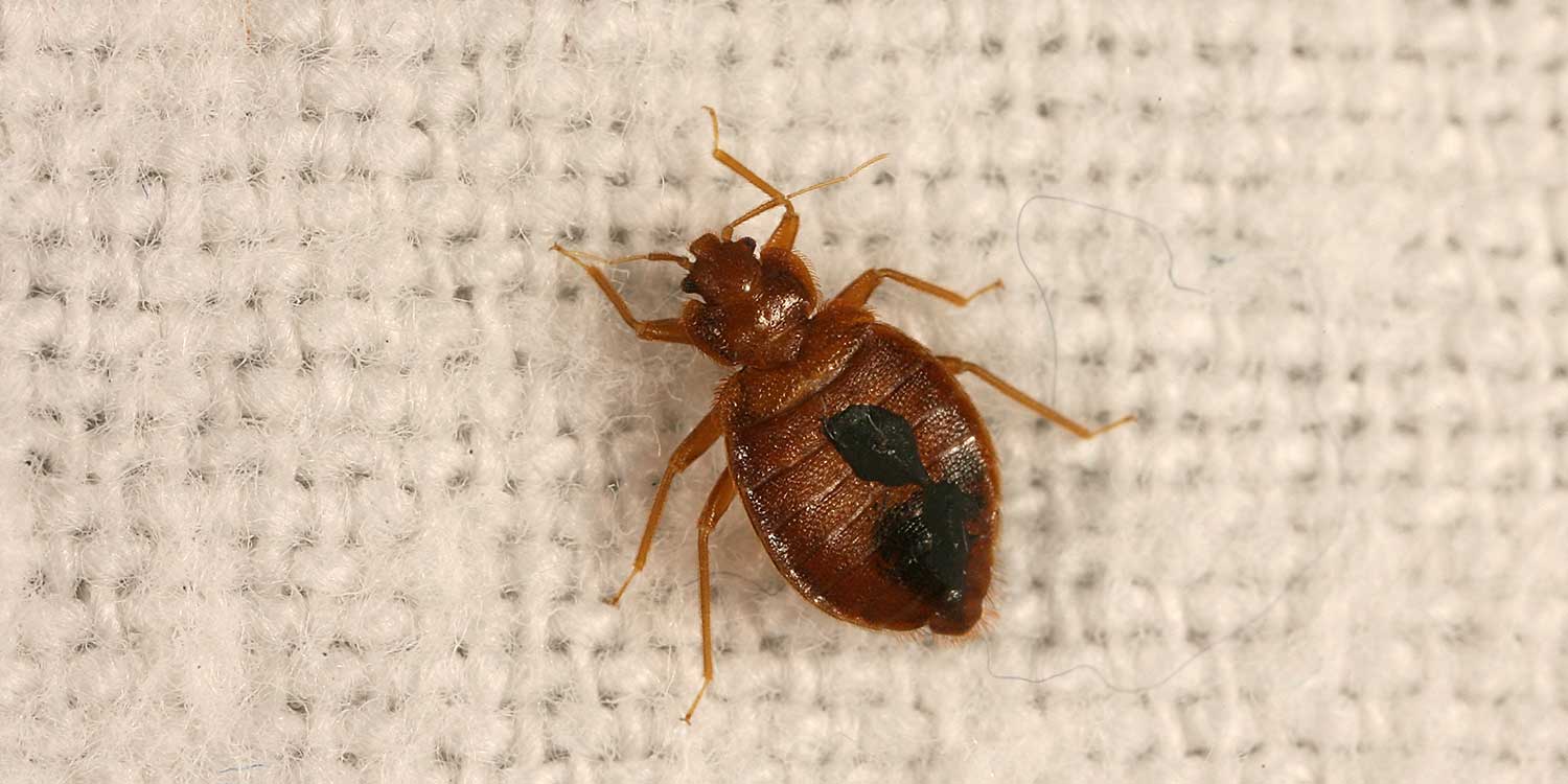 Eine Bettwanze. Foto: Bedbug Foundation Bettwanzenspürhunde in Hamburg haben eine Bettwanze entdeckt.
