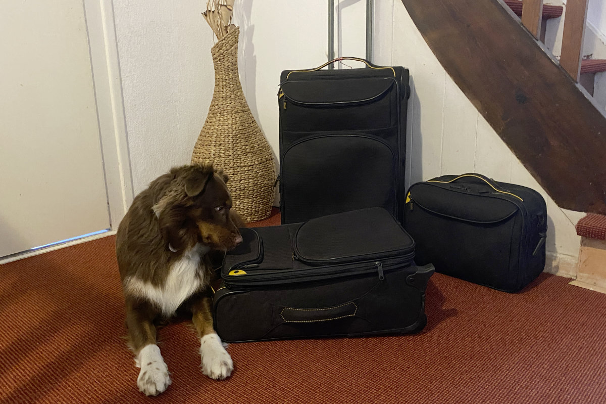 Bettwanzenspürhund Sydney zeigt an einem Gepäckstück Bettwanzen an. Foto: Kerstin Prosch Schädlingsbekämpfung in Hamburg: Bettwanzenspürhund schnüffelt Gepäck nach Bettwanzen ab