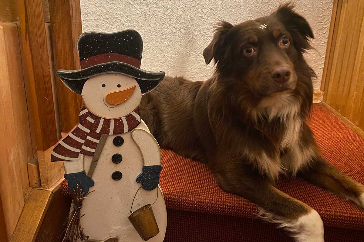 Bettwanzenspürhund Sydney wünscht frohe Weihnachten. Foto: Kerstin Prosch Bettwanzenspürhund in Hamburg mit Schneemann.