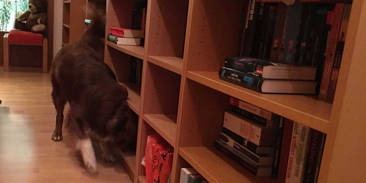 Bettwanzenspürhund Sydney sucht ein Bücherregal ab. Foto: Kerstin Prosch Kiel: Bettwanzenspürhund Sydney sucht ein Bücherregal ab.