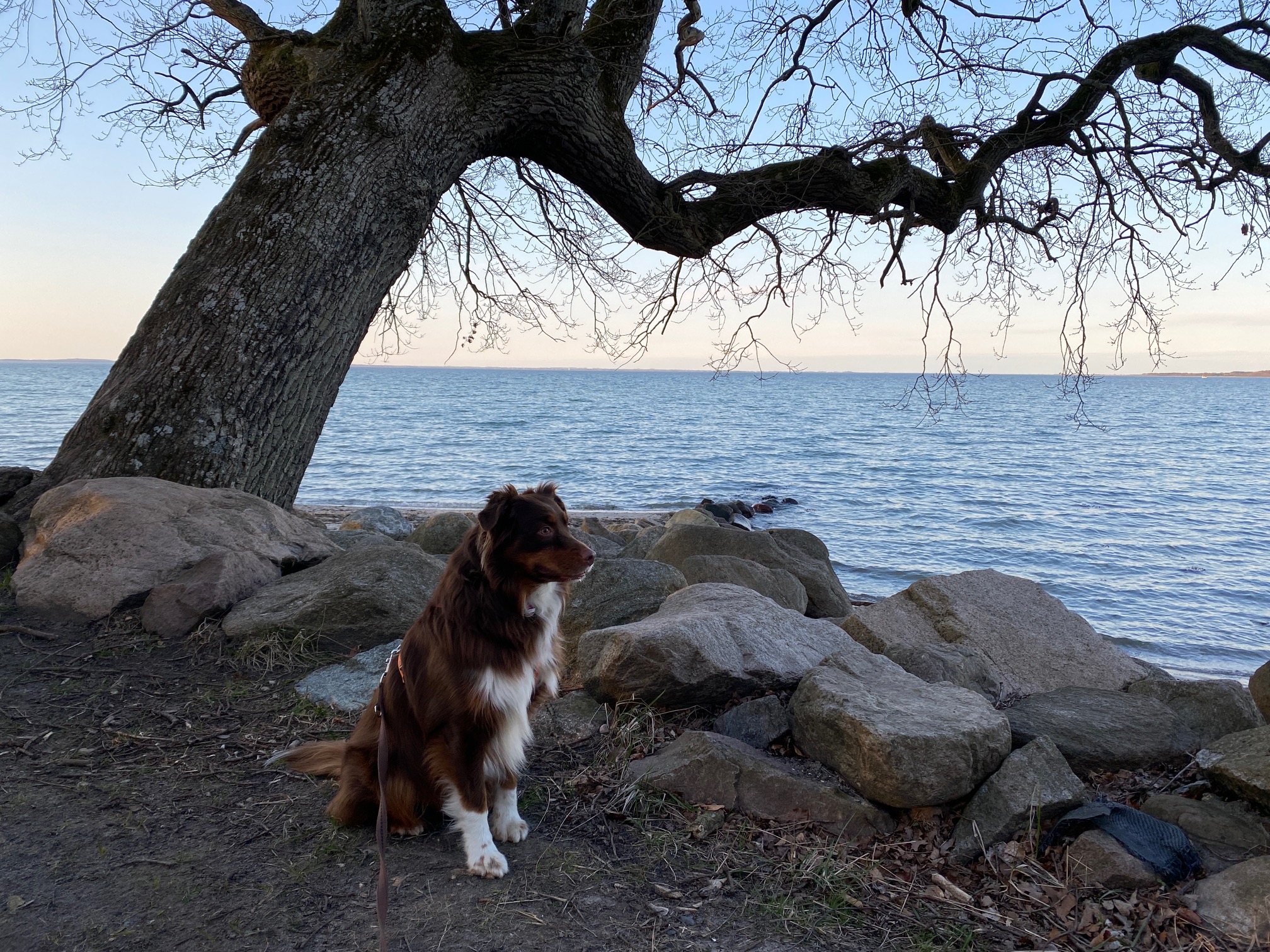 Schleswig-Holstein: Bettwanzenspürhund Sydney bei einer Wanderung in Schleswig-Holstein. Schleswig-Holstein: Bettwanzenspürhund Sydney bei einer Wanderung in Schleswig-Holstein.